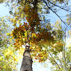 Eastern black walnut