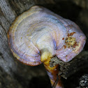 Reishi