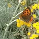 small copper