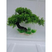 Bonsai Bể Cá - Trang Trí Tiểu Cảnh, Hòn Non Bộ