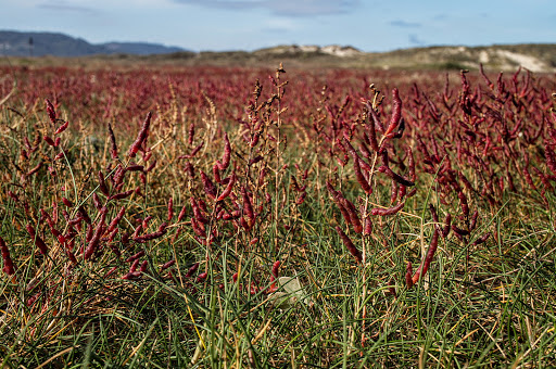 Salicornia ramosissima