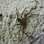 Huntsman Spider