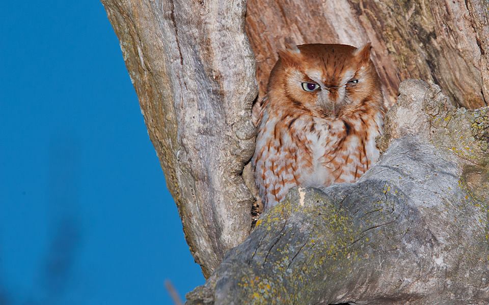 Eastern Screech Owl