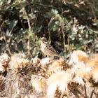 Cirl Bunting