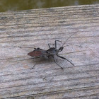 Wheel Bug