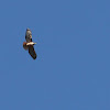 Red-tailed hawk