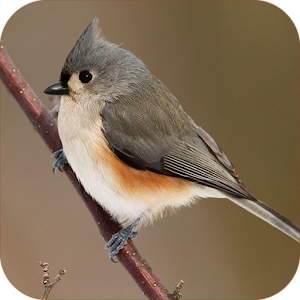 Relaxing Bird Songs Sounds.apk 1.1