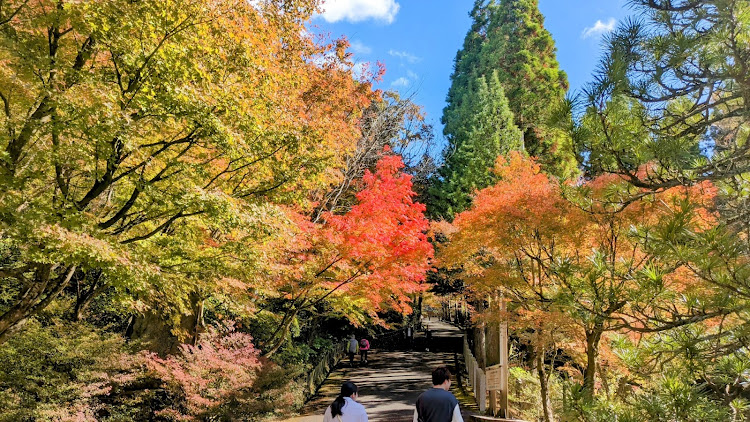 Eクラス カブリオレの紅葉祭りに関するカスタム事例の投稿画像3枚目