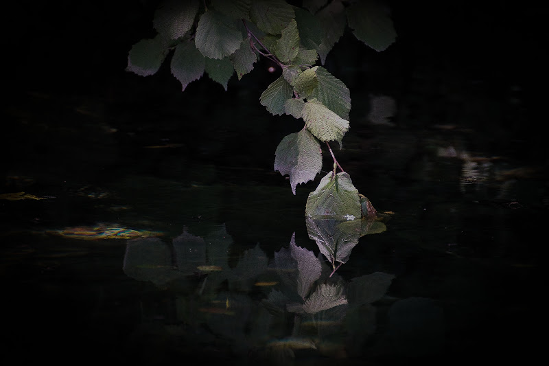 foglie di lago di fabio pelosi