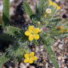 Arabian Primrose