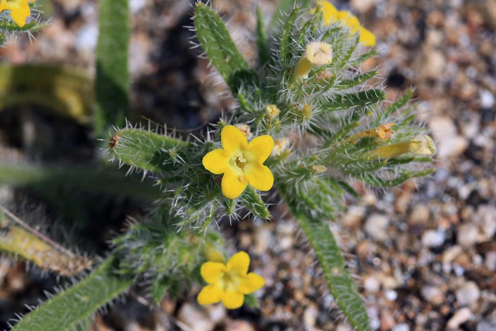 Arabian Primrose