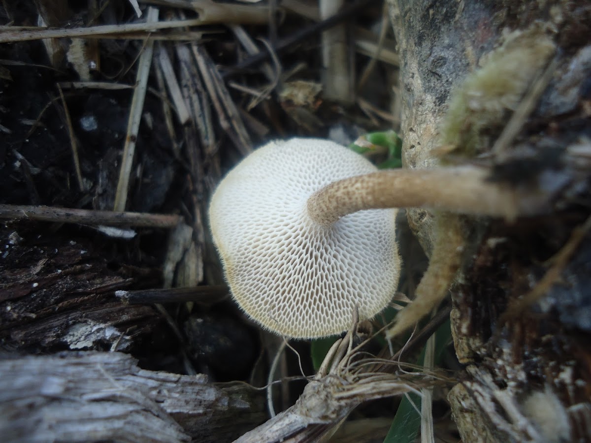 Mushroom