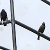 Red winged Blackbird