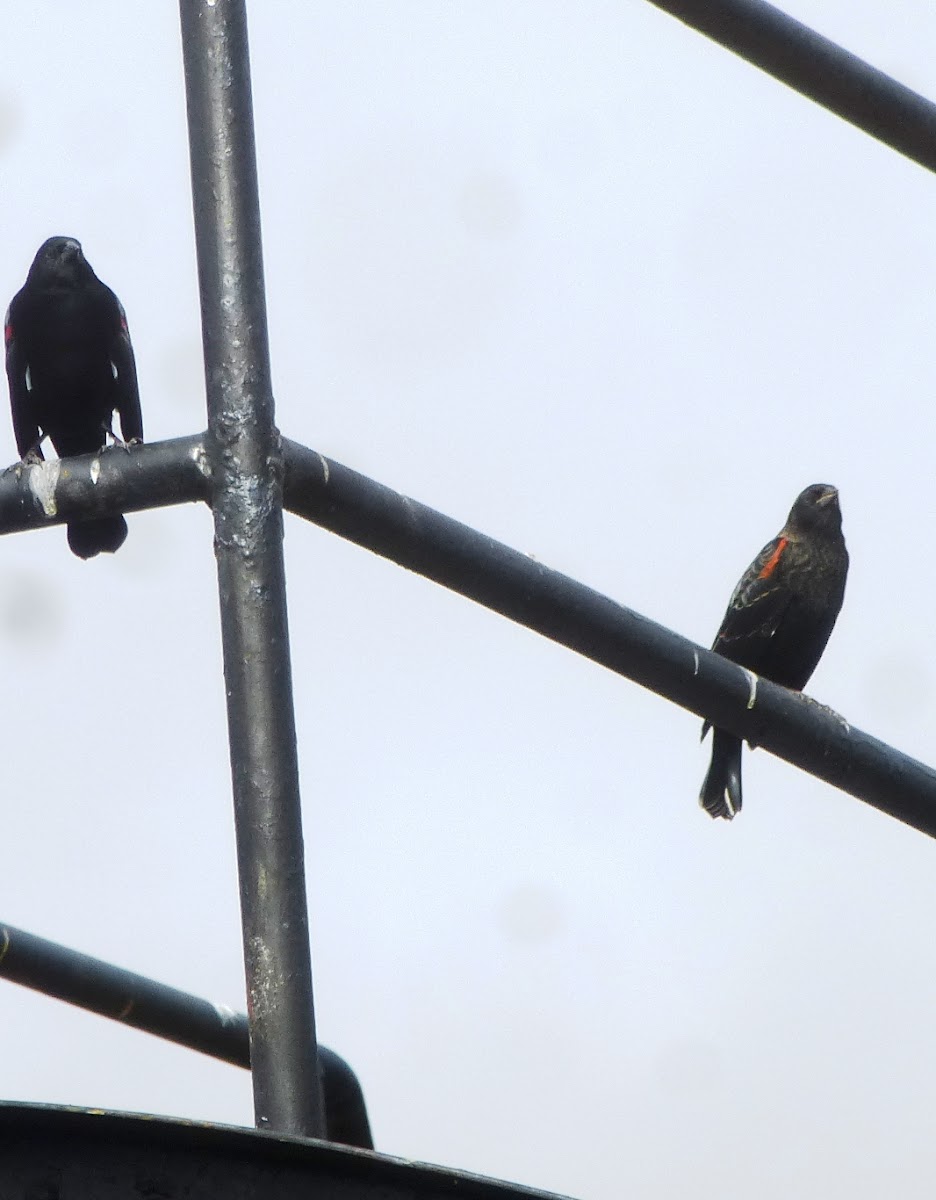 Red winged Blackbird