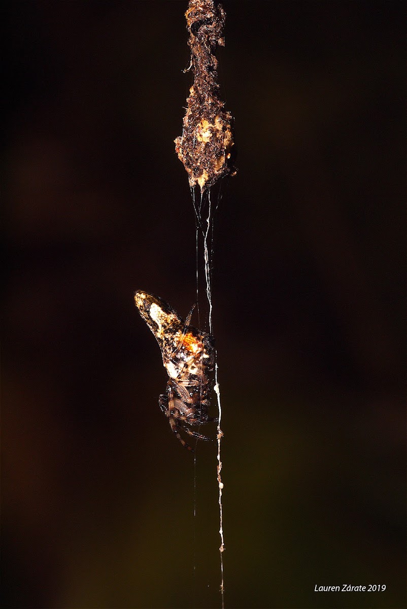 Trash Line Spider