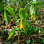 Largeflower Bellwort