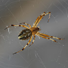 Bordered Orbweaver