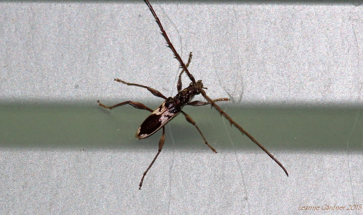 Common Eucalypt Longicorn Beetle