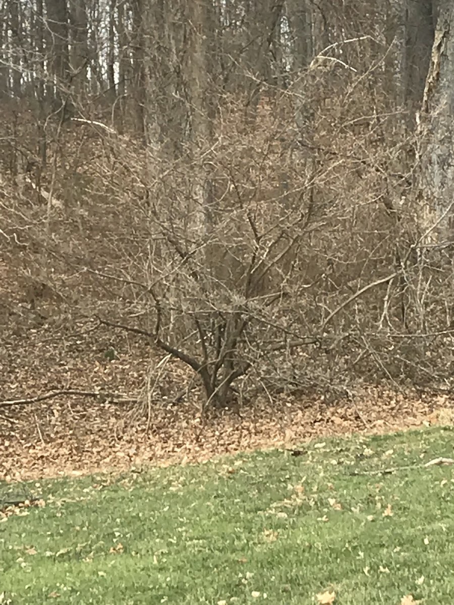 Flowering dogwood