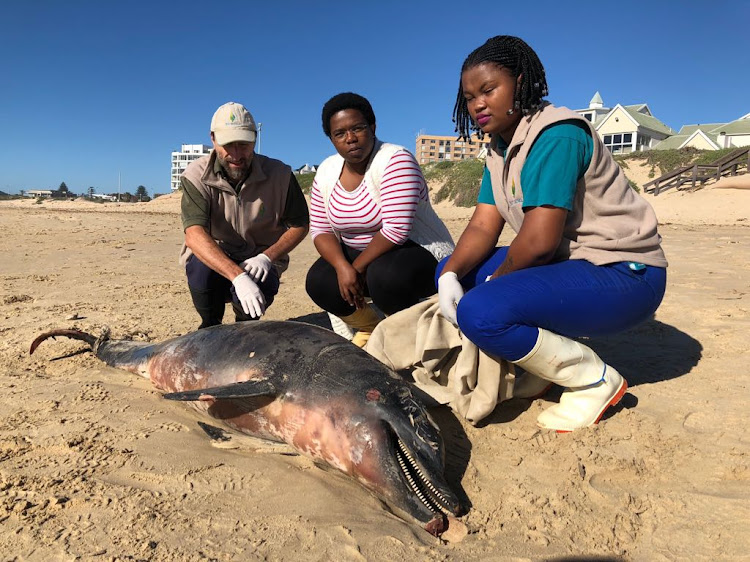 From left: Bayworld’s Greg Hofmeyer, Sibusisiwe Ngqulana (PhD student at NMU Zoology department) and Bayworld's intern Vuyolwethu Mxo