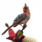 Pyrrhuloxia (male)