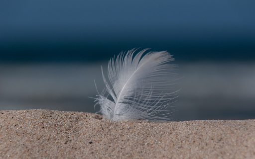 Feathers stuck in the sand