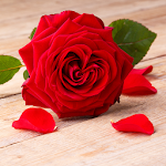 Cover Image of Download Red Rose Wallpaper 2.2.3 APK