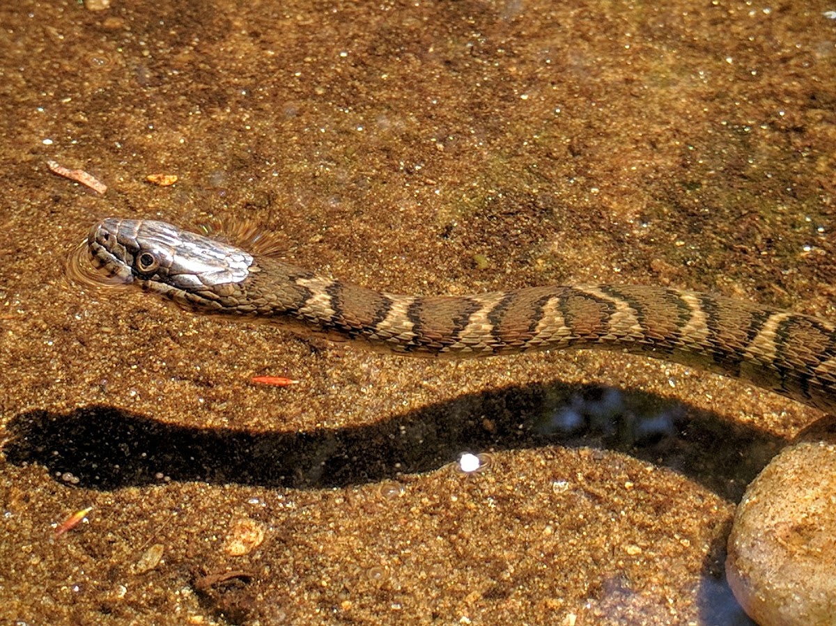 Northern Water Snake