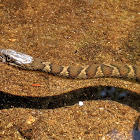 Northern Water Snake