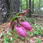 Pink Lady's Slipper