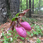 Pink Lady's Slipper