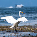 Great Egret