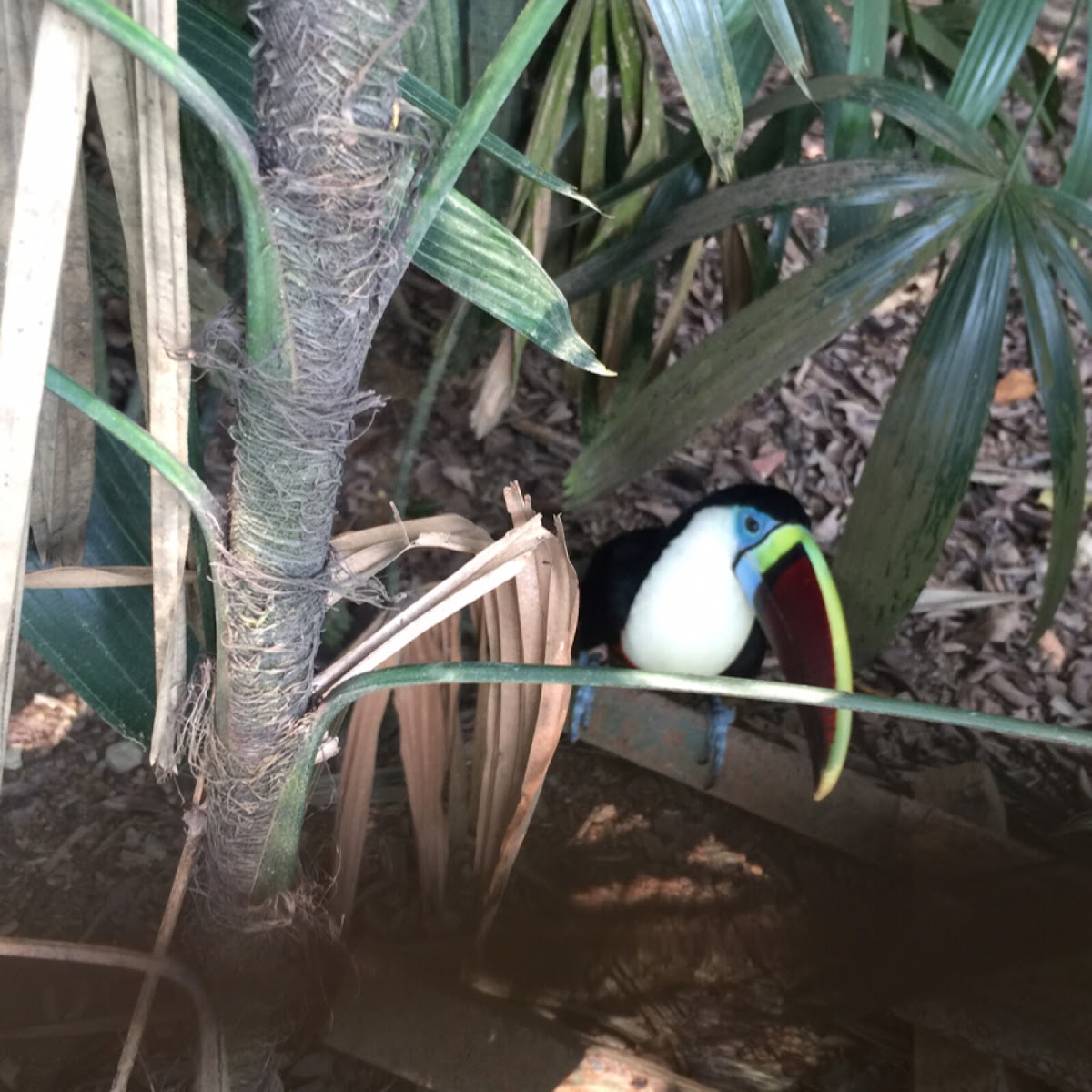 Red-billed Toucan, Burung Toucan Paruh Merah