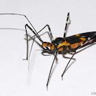 Milkweed Assassin Bug