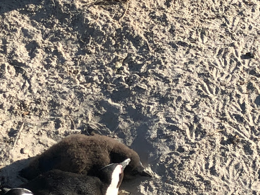 Penguins Cape Town South Africa 2018