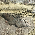 Bent-line Carpet Moth