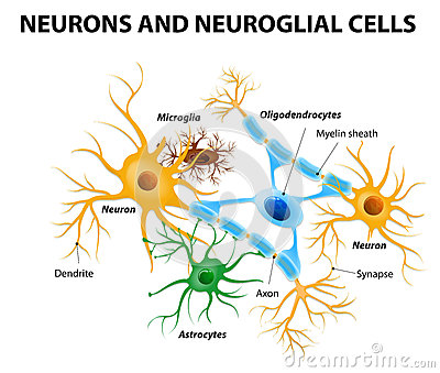 Neurons and neuroglial cells