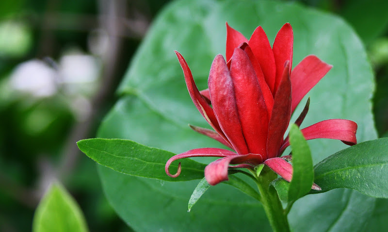 red flower di Alberto Grosso