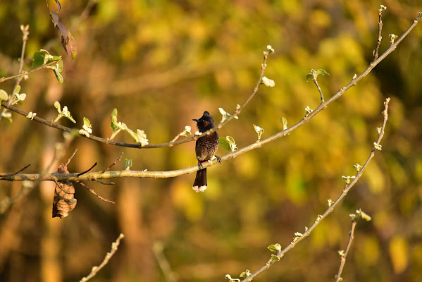 Oh...it's springtime !! di Andreacacciari