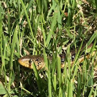 Glass Lizard