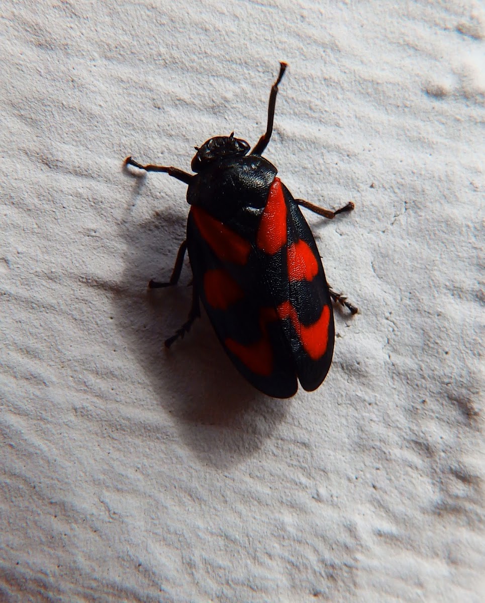 Black-and-red froghopper