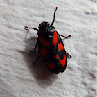 Black-and-red froghopper