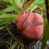 Russula