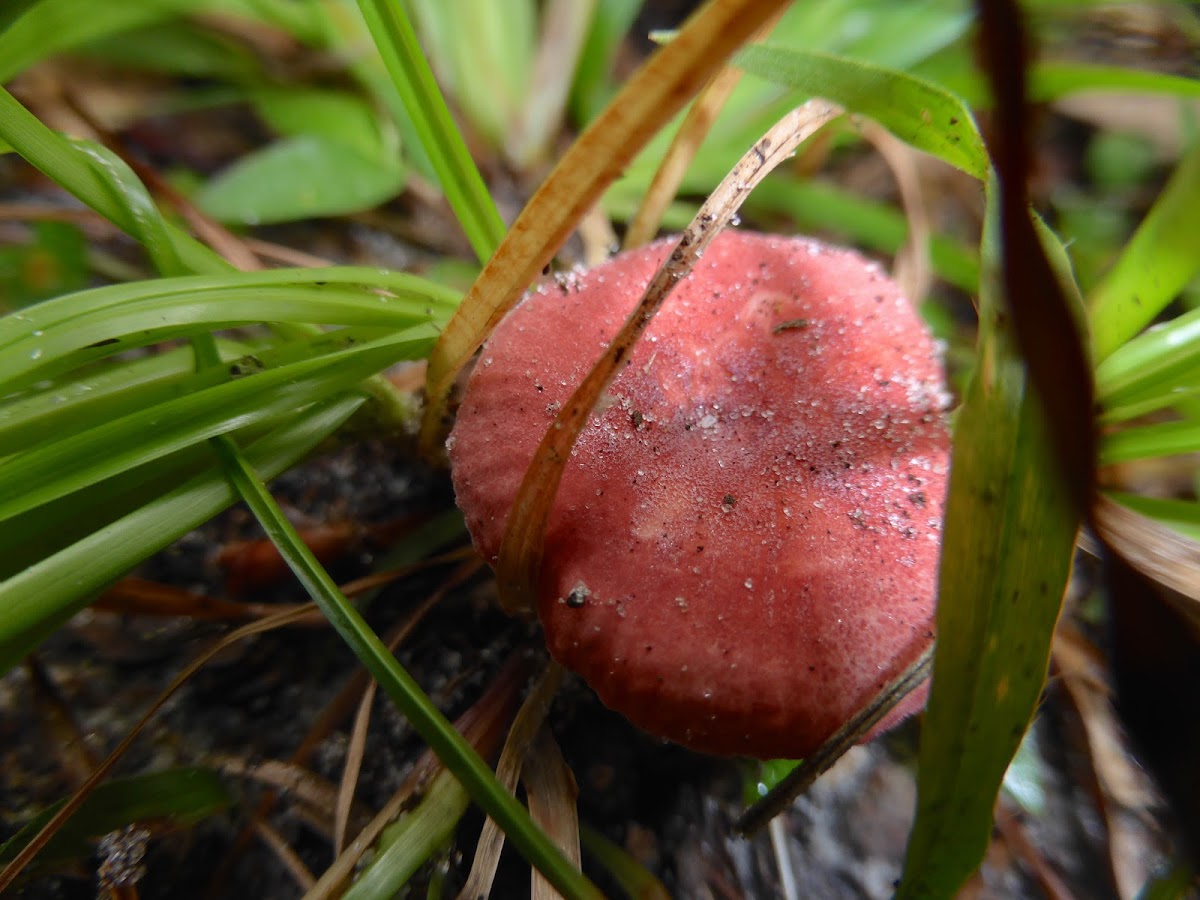 Russula