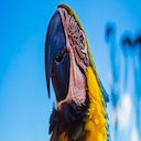 Parrot Macaw