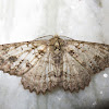 Moth