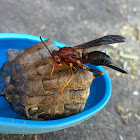 Orange Paper Wasp