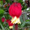 Trailing Abutilon