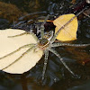 Six-Spotted Fishing Spider