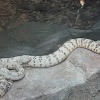 Southwest Speckled Rattlesnake